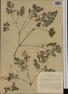 Pseudofumaria alba subsp. acaulis (Wulfen) Lidén, Западная Европа (EUR) (Италия)