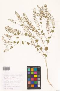 Клоповник пронзеннолистный L., Восточная Европа, Нижневолжский район (E9) (Россия)