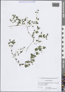 Вероника пашенная L., Восточная Европа, Московская область и Москва (E4a) (Россия)