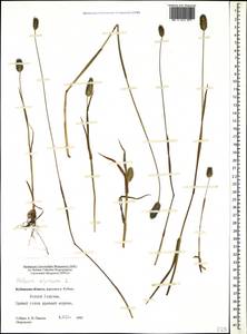 Тимофеевка альпийская L., Кавказ, Ставропольский край, Карачаево-Черкесия, Кабардино-Балкария (K1b) (Россия)