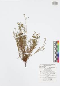 Cynanchica pyrenaica subsp. cynanchica (L.) P.Caputo & Del Guacchio, Восточная Европа, Центральный район (E4) (Россия)