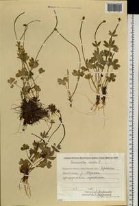 Лютик снеговой L., Сибирь, Чукотка и Камчатка (S7) (Россия)