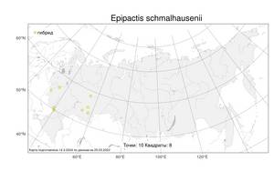 Epipactis schmalhausenii, Дремлик Шмальгаузена K.Richt., Атлас флоры России (FLORUS) (Россия)