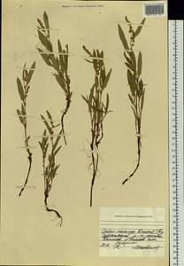 Спорыш, Сибирь, Центральная Сибирь (S3) (Россия)