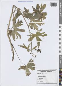 Живокость высокая L., Сибирь, Центральная Сибирь (S3) (Россия)