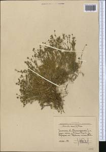 Минуарция весенняя, Средняя Азия и Казахстан, Западный Тянь-Шань и Каратау (M3) (Узбекистан)