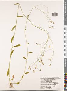 Колокольчик раскидистый L., Восточная Европа, Центральный район (E4) (Россия)