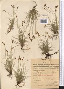 Осока приземистая Willd. ex Wahlenb., Средняя Азия и Казахстан, Северный и Центральный Казахстан (M10) (Казахстан)