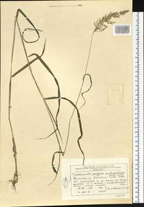 Вейник пурпурный (Trin.) Trin., Сибирь, Центральная Сибирь (S3) (Россия)