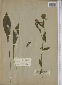 Centaurea jacea subsp. gaudinii (Boiss. & Reut.) Gremli, Ботанические сады и дендрарии (GARD) (Неизвестно)