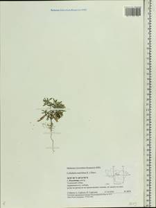 Лобулярия приморская (L.) Desv., Восточная Европа, Центральный район (E4) (Россия)