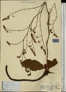 Limonium gmelini (Willd.) Kuntze, Восточная Европа, Южно-Украинский район (E12) (Украина)