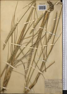 Волоснец кистистый, Колосняк кистистый (Lam.) Tzvelev, Средняя Азия и Казахстан, Северный и Центральный Казахстан (M10) (Казахстан)