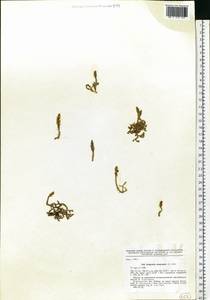 Selaginoides spinulosa (A. Braun ex Döll) Li Bing Zhang & X. M. Zhou, Восточная Европа, Северный район (E1) (Россия)