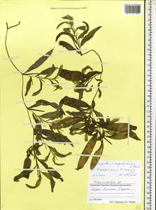 Potamogeton × angustifolius J.Presl, Восточная Европа, Северный район (E1) (Россия)