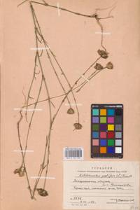 Петрорагия прорастающая (L.) P.W.Ball & Heywood, Восточная Европа, Западно-Украинский район (E13) (Украина)