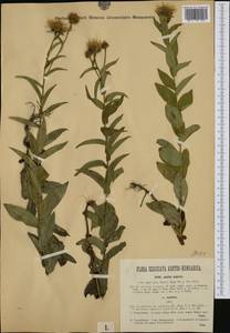 Pentanema salicinum subsp. asperum (Poir.) Mosyakin, Западная Европа (EUR) (Румыния)