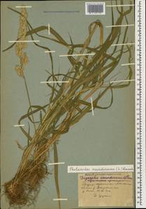 Двукисточник тростниковидный L., Кавказ, Грузия (K4) (Грузия)