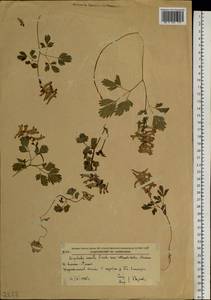 Corydalis turtschaninovii subsp. turtschaninovii, Сибирь, Дальний Восток (S6) (Россия)