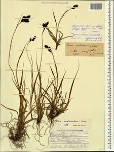 Carex aterrima subsp. medwedewii (Leskov) T.V.Egorova, Кавказ, Северная Осетия, Ингушетия и Чечня (K1c) (Россия)