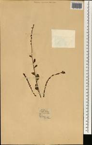Magnoliopsida, Африка (AFR) (Португалия)