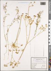Dichoropetalum aromaticum (Rech. fil.) Pimenov & Kljuykov, Зарубежная Азия (ASIA) (Иран)