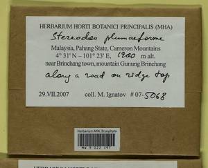 Calohypnum plumiforme (Wilson) Jan Kučera & Ignatov, Гербарий мохообразных, Мхи - Азия (вне границ бывшего СССР) (BAs) (Малайзия)