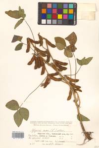 Соя культурная (L.) Merr., Сибирь, Дальний Восток (S6) (Россия)