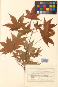 Клен моно, Клен мелколистный (Maxim.) H.Ohashi, Сибирь, Дальний Восток (S6) (Россия)