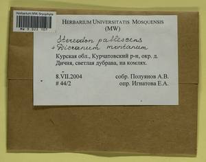 Orthodicranum montanum (Hedw.) Loeske, Гербарий мохообразных, Мхи - Центральное Черноземье (B10) (Россия)