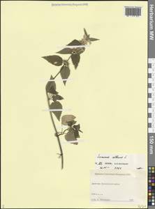 Яснотка белая, Глухая крапива L., Кавказ, Дагестан (K2) (Россия)