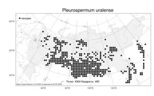 Pleurospermum uralense, Реброплодник уральский Hoffm., Атлас флоры России (FLORUS) (Россия)