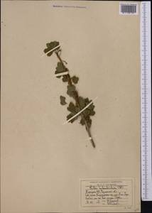 Смородина разнощетинковая C.A. Mey., Средняя Азия и Казахстан, Северный и Центральный Тянь-Шань (M4) (Киргизия)