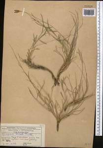 Campanula albertii Trautv., Средняя Азия и Казахстан, Западный Тянь-Шань и Каратау (M3) (Киргизия)