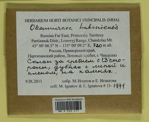 Okamuraea hakoniensis (Mitt.) Broth., Гербарий мохообразных, Мхи - Дальний Восток (без Чукотки и Камчатки) (B20) (Россия)