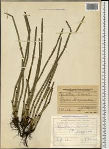 Хвощ зимующий L., Кавказ, Грузия (K4) (Грузия)