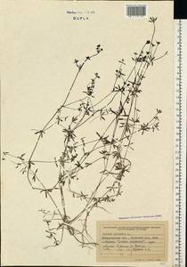 Подмаренник болотный L., Восточная Европа, Западно-Украинский район (E13) (Украина)