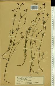 Cynanchica tinctoria (L.) Fourr., Восточная Европа, Волжско-Камский район (E7) (Россия)