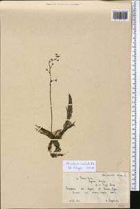 Utricularia ×australis R. Br., Средняя Азия и Казахстан, Северный и Центральный Тянь-Шань (M4) (Киргизия)