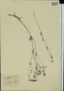 Asperula tinctoria L., Восточная Европа, Центральный район (E4) (Россия)