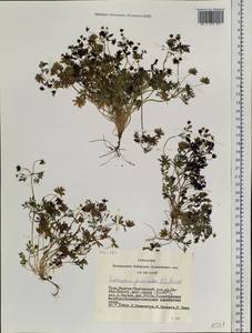Тонкоплодник дымянковый (L.) Rchb., Сибирь, Алтай и Саяны (S2) (Россия)