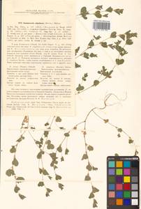 Куммеровия прилистниковая (Maxim.) Makino, Сибирь, Дальний Восток (S6) (Россия)