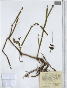 Cissus quadrangularis L., Африка (AFR) (Эфиопия)