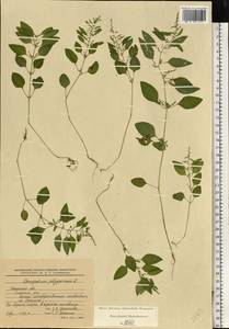 Lipandra polysperma (L.) S. Fuentes, Uotila & Borsch, Восточная Европа, Центральный район (E4) (Россия)