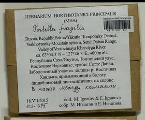 Tortella fragilis (Drumm.) Limpr., Гербарий мохообразных, Мхи - Якутия (B19) (Россия)