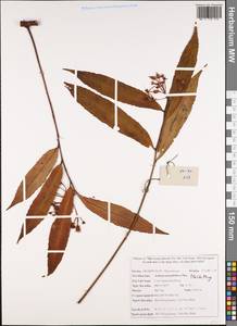 Ardisia corymbifera Mez, Зарубежная Азия (ASIA) (Вьетнам)