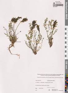 Остролодочник белоцветковый чукотский Jurtzev, Сибирь, Чукотка и Камчатка (S7) (Россия)