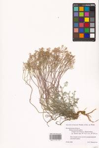 Odontarrhena tortuosa subsp. tortuosa, Восточная Европа, Центральный лесостепной район (E6) (Россия)