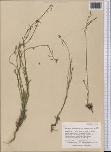 Boechera retrofracta (Graham) Á. Löve & D. Löve, Америка (AMER) (США)
