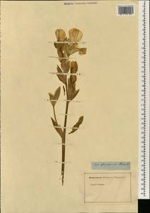 Iris variegata L., Зарубежная Азия (ASIA) (Неизвестно)